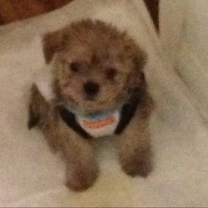 Meet your Posher, Christine